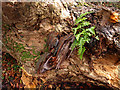 Fungus and Fern