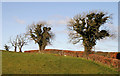 Trees at Logan Bridge