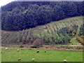 Cattle near Lundie