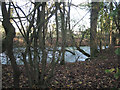 Weed-covered pond near 