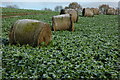 Bales in field