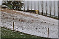 East Devon : Chicken on the Hillside