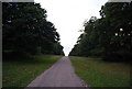 Chestnut Walk, Knole Park