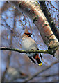 A Waxwing (Bombycilla garrulus)