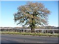 SJ7765 : Roadside tree by Christine Johnstone