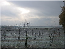TR2458 : Frozen Orchard on Broom Hill by David Anstiss