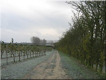 TR2458 : Preston Hill Farm track by David Anstiss