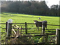 Cattle and sheep near Chapel Farm