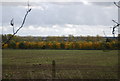 Autumnal Colours along The Sheppey Way