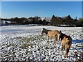 Hardy donkeys, Aghagallon