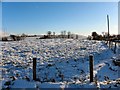 Wintry Donaghanie