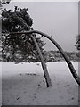 Bournemouth: leaning trees at Meyrick Park