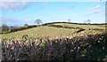 Sheep pastures on a drumlin north of the Carrickinab Road