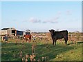 Cattle and farm buildings north of the Four Roads Crossroads