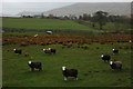 SD1192 : Sheep at Charlesground by Philip Halling