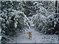 Retriever in the snow