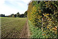 Footpath along the hedge