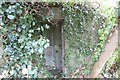 SU5095 : Entrance in the ivy by Bill Nicholls