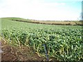 A field of brassicas east of the Commons Road