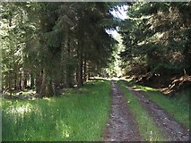 NO3492 : Road, Alltcailleach Forest by Richard Webb