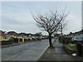 Winter trees in Crowborough Drive