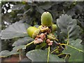 Broneirion - sessile oak acorns