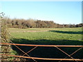 Field and woods south of Ffordd Cottage