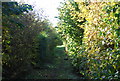 Bridleway through the trees