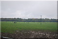 Cattle grazing by Bower Lane