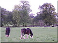 Clydesdale Horses, Penrith