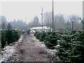 Christmas Tree Farm