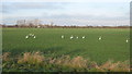 Swans in a field near Hook Wall