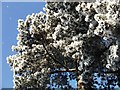 Detail of frosty trees in Spring Lane