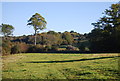 Valley by the Sussex Border Path