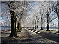 Frosty avenue of trees at Coton House