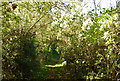 Footpath through the trees