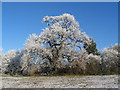 Oak, Hearsall Common