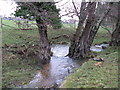 Well watered trees near Staplefieds