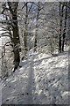 A woodland path by the River Tweed