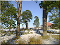 Pines at Knockderry Farm