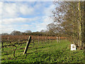 Vineyard at Valley Farm, Wissett