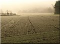 Young crop, Hartnoll Farm