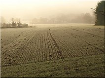 SS9913 : Young crop, Hartnoll Farm by Derek Harper