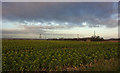 A field of sprouts near Moss Cottages - ready for Christmas