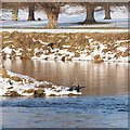 Cormorants on a spit of land in the Tay