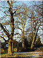 Trees in Muchall Park, Penn, Wolverhampton