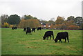 Cattle grazing, Bullfinches