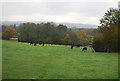 Cattle on the Sussex Border Path near Bullfinches