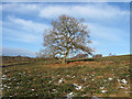 Lone Tree, Ashdown Forest