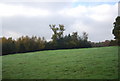 Field near Motts Mill